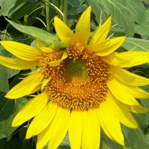 Giant Gray Stripe Sunflower Seeds - Mammoth Grey Stripe ?C 20 Annual Seeds ?C FS056