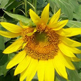 Giant Gray Stripe Sunflower Seeds - Mammoth Grey Stripe ?C 20 Annual Seeds ?C FS056