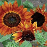 Velvet Queen Sunflower Seeds  (25) - Helianthus Annuus - Heirloom Branching Sunflower with Pollen - Annual Flower Seed for Garden Planting