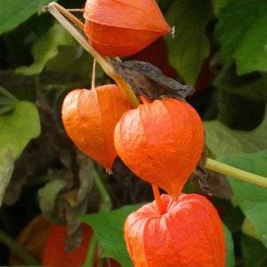 Chinese Lantern Seeds Canada, Orange Flower Seeds, Perennial Seeds, Physalis Alke, Physalis Alkengi, Zone 3 Flowering Bushy Plant