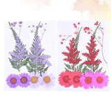 20 Pcs Dried Light House Decorations for Home Natural Flowers