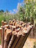 Giant Silver GrassMiscanthus x giganteusDried Stalks 12" Aprox Lot Of 75