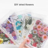 Pressed Flower Mixed Organic Natural Dried Collect Craft DIY Art Floral Decor