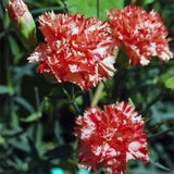 Carnation- Chabaud Avranchin- 50 Seeds- New