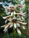 Cardiocrinum Giganteum 10 Seeds, Giant Himalayan Lily Fragrant Perennial Flowers