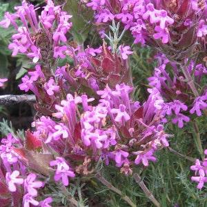 LONG FLOWER THYME Thymus Longiflorus Creeping Purple Pink Groundcover Ground Cover Perennial, 30 Seeds