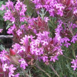 LONG FLOWER THYME Thymus Longiflorus Creeping Purple Pink Groundcover Ground Cover Perennial, 30 Seeds