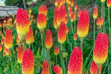 50 Red Hot Poker Flaming Torch Lily Seeds Beautiful Flower Plant.