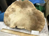 Natural Dried Tree Conk Shelf Mushroom Fungus for Painting or Crafts [D]