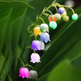 20pcs import bell orchid seeds, fragrant orchid all colors of flowers (code 18)