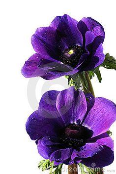 Purple anemone flowers stock image. Image of border, flower - 4512427 Flower Delivery