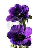 Purple anemone flowers stock image. Image of border, flower - 4512427 Flower Delivery