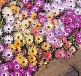 50+ICE PLANT MIX Flower Seeds Groundcover Drought Heat Poor Soils Fast Easy Usa
