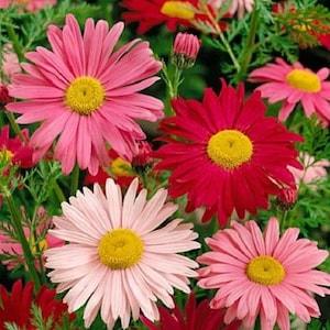 PAINTED DAISY Mix Perennial Chrysanthemum Tanacetum Coccineum Robinson 20 Seeds
