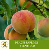 Peach Sapling, Grafted Ready For Planting, With Tuberous Soil, 2 Years Old Peach Tree With Big Fruit, For Pot and Garden - Open Pollination