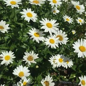 Shasta Daisy Tall Leucanthemum Becky - 4 bare root perennial garden plants