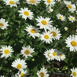 Shasta Daisy Tall Leucanthemum Becky - 4 bare root perennial garden plants