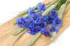 How To Dry Cornflowers. Flower Delivery
