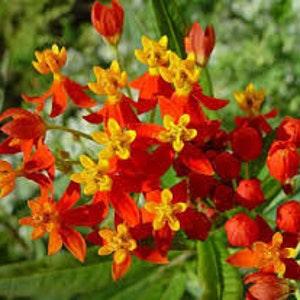 50 Tropical Milkweed Flower Seeds/Asclepias Curassavica/Blood Flower/Mexican Butterfly/Long Bloom Season/Medicinal/Evergreen Perennial/FL466