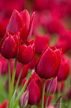 WONDERFUL WORLD Flower Delivery