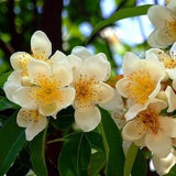 Schima Superba Seeds - UNIQUE EVERGREEN TREE - 50 Seeds