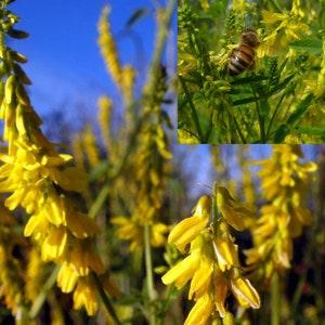 3000 YELLOW SWEET CLOVER Melilotus Officinalis Flower Seeds
