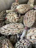 Magnolia Seed Pods
