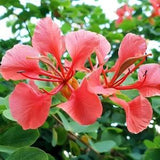 Bauhinia Galpinii Pride Of The Cape Orchid Tree 5 seeds