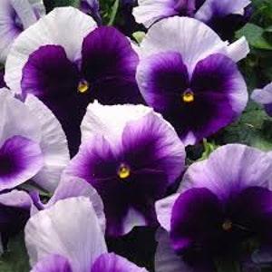50 Pcs Pansy Swiss Giant Beaconsfield  Flower Seeds-Beaconsfield Pansy- VIOLA WITTROCKIANA- Stunning Biennial-FL405