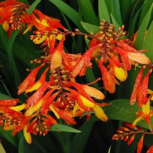 60 CROCOSMIA NEW HYBRIDS  Flower Seeds.