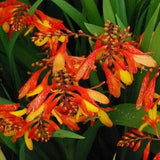 60 CROCOSMIA NEW HYBRIDS  Flower Seeds.