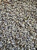 Lavender French Flower Organic Buds Dried~Lavandula x Intermedia ???Grosso??? Oregon
