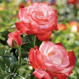 Sheer Magic Coral-Cream Hybrid Tea Rose Flower Delivery