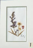 Pressed Dried Flowers in non yellowing double mat & backing, 5 x 7