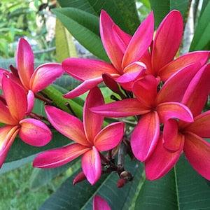 Ruby Plumeria / Nosegay Frangipani - Plumeria rubra - Rare 'Plant' Seeds - Ruby red plumeria, Pink-Yellow,Red frangipani,West Indian Jasmine