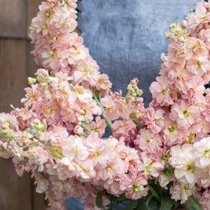 30+ Lovely Apricot Stock Flower Seeds / Katz Apricot Peach Stock/ Matthiola incana / (#96)