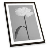 Peony 14 Flower Floral Grey FRAMED ART PRINT Picture Portrait Artwork