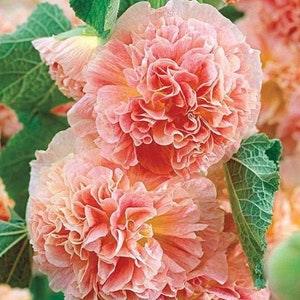 Hollyhock Apricot 15 Seeds
