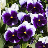 Pansy Pansies Lord 0.2g - 70 Seeds - Viola Wittrockiana NON GMO