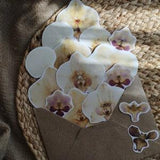 Vinyl orchid stickers Waterproof stickers Aesthetic stickers Pressed flowers Planner flower stickers Laptop sticker pack Plant stickers