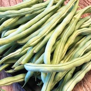 Organic Green Bean Seeds - Pole bean Seeds -Vegetable seeds ¡§C 20 annual Seeds - VHS 033