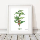 Coffee Plant Herb Wall Art, Watercolor Painting, Kitchen Wall Art, Coffee Bar Art Decor, Kitchen Decor, Botanical Artwork, Herbs Kitchen Art