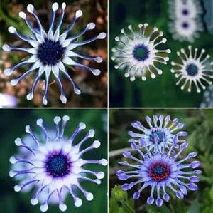 USA-Seller 20PCs Rare Blue Daisy Plants Flower Seeds Garden Plant