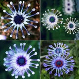 USA-Seller 20PCs Rare Blue Daisy Plants Flower Seeds Garden Plant
