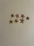 Pressed Dried Flowers All Natural Not Dyed Or Coloured  Flowers Saxifraga Pink