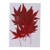 12 Pressed Real Dried Flower Red Maple Leaf for DIY Necklace Pendant Jewelry