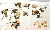 Preserved Dogwood Flowers 10 White Blooms Leaves Stems Crafts