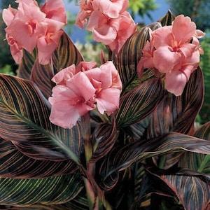 Pink Sunburst Canna Lily - Canna x generalis 'Pink Sunburst' - Rare 'Plant' Seeds - Pink canna lily, Canna indica, Sunburst canna lily
