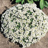 2800 Carpet of Snow Alyssum Flower Seeds, GMO Free, Untreated, Open Pollinated, Annual.