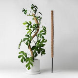 Bendable & Stackable Coco Coir Pole | 24